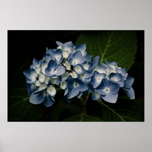 Blue Hydrangea 8514 Print (Front)
