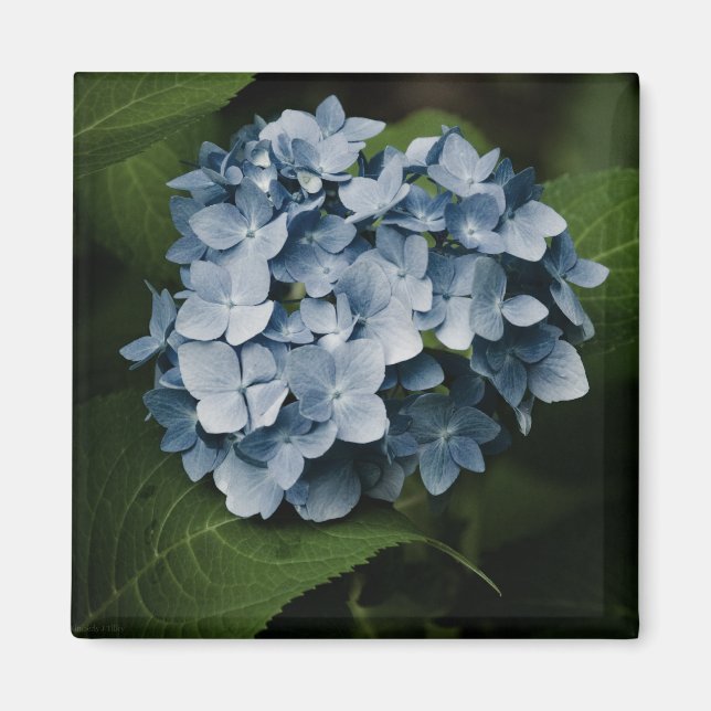 Blue Hydrangea 8515 Magnet (Front)