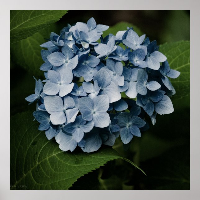Blue Hydrangea 8515 Print (Front)