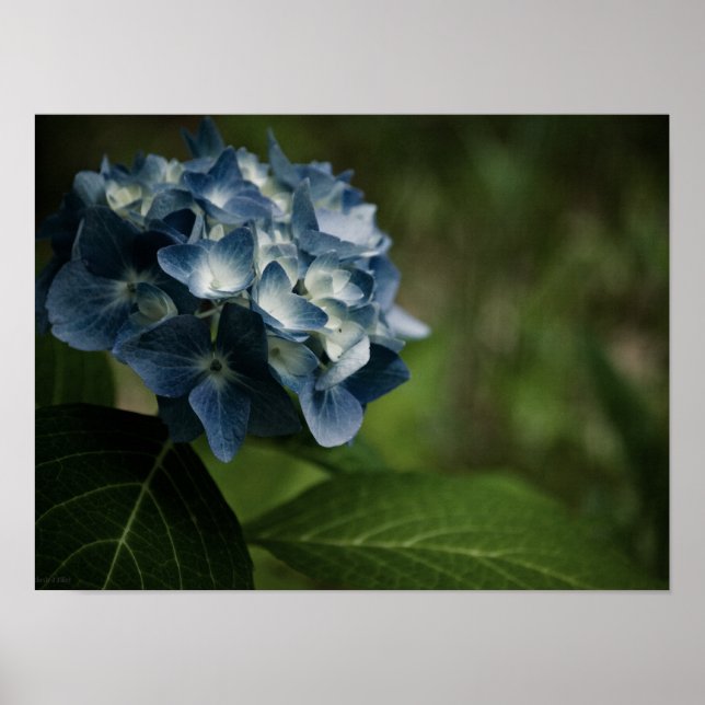 Blue Hydrangea 8519 Print (Front)