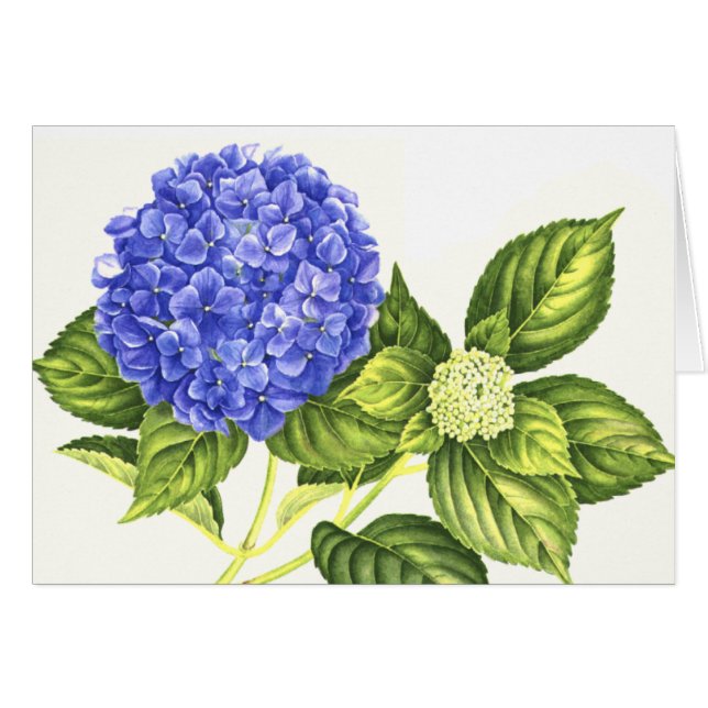 Blue Hydrangea and Bud (Front Horizontal)
