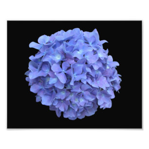 Blue Hydrangea Bloom Photograph