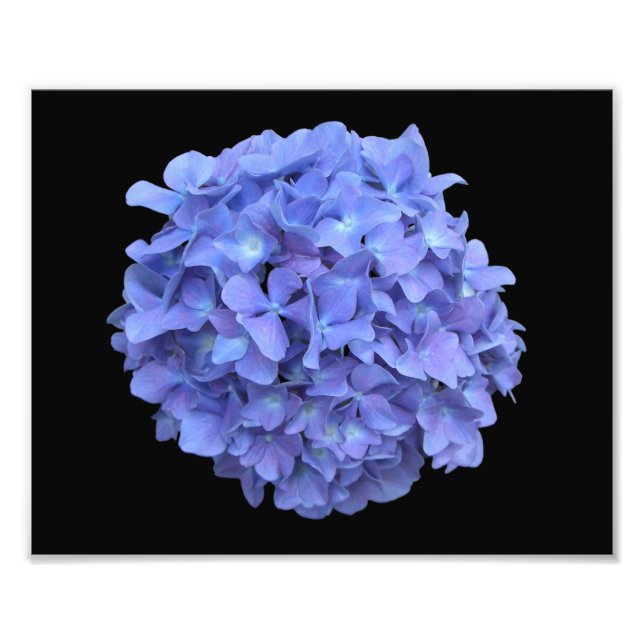 Blue Hydrangea Bloom Photograph (Front)