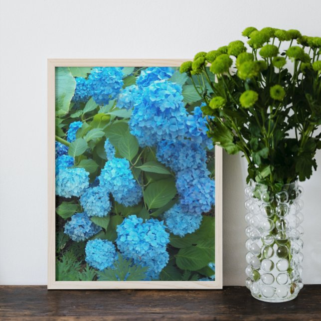 Blue Hydrangea Blooms Floral Photo Print (In Situ Framed)