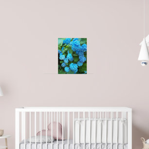 Blue Hydrangea Blooms Floral Photographic Poster