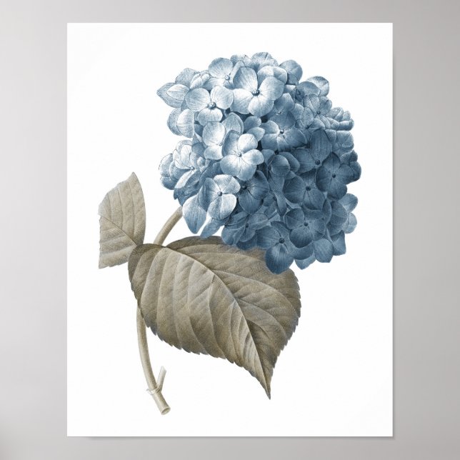 Blue Hydrangea Botanical Artwork no. 2  Poster (Front)