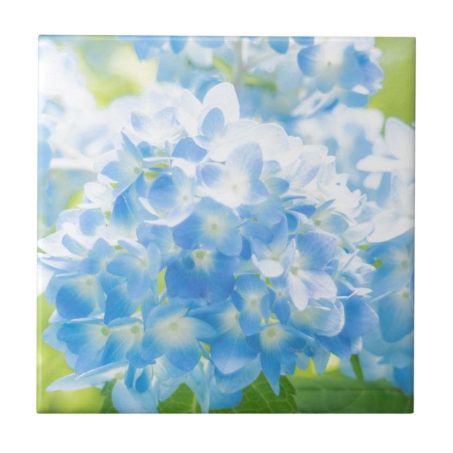 Blue Hydrangea Ceramic Tile (Front)