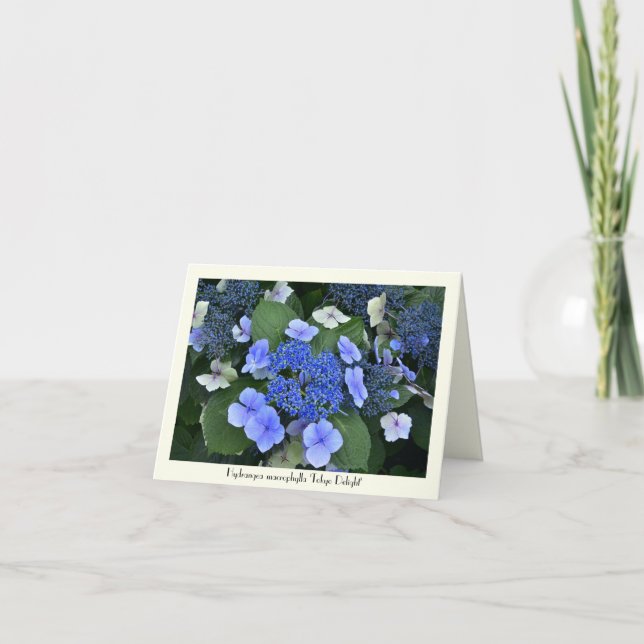 Blue Hydrangea Collectable Greeting Cards (Front)