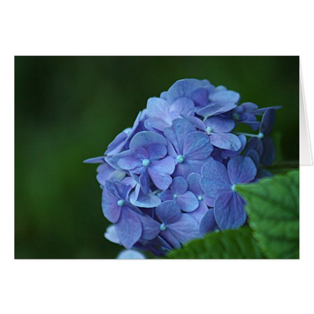 Blue hydrangea flower (Front Horizontal)