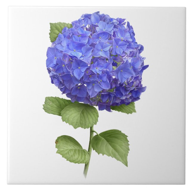 Blue Hydrangea Flower Botanical Art  Ceramic Tile (Front)