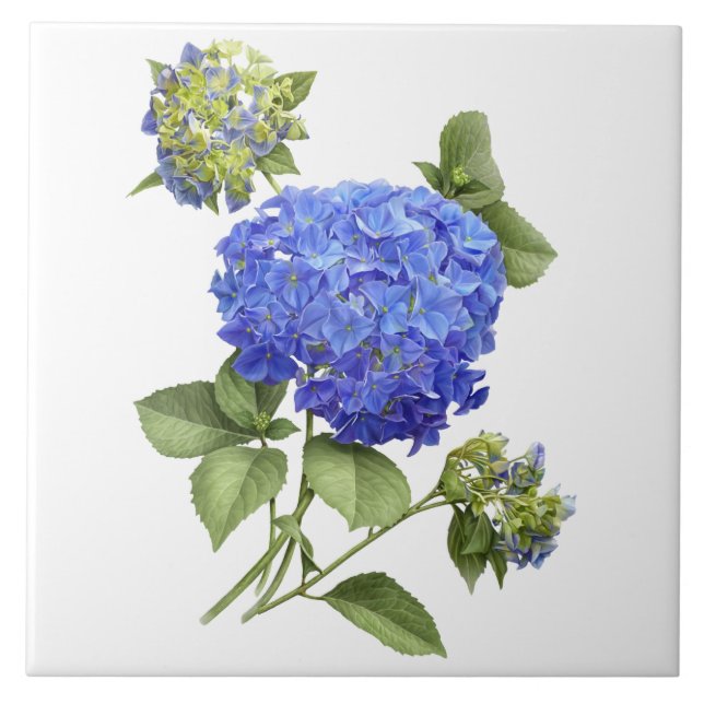 Blue Hydrangea Flower Botanical Art  Ceramic Tile (Front)