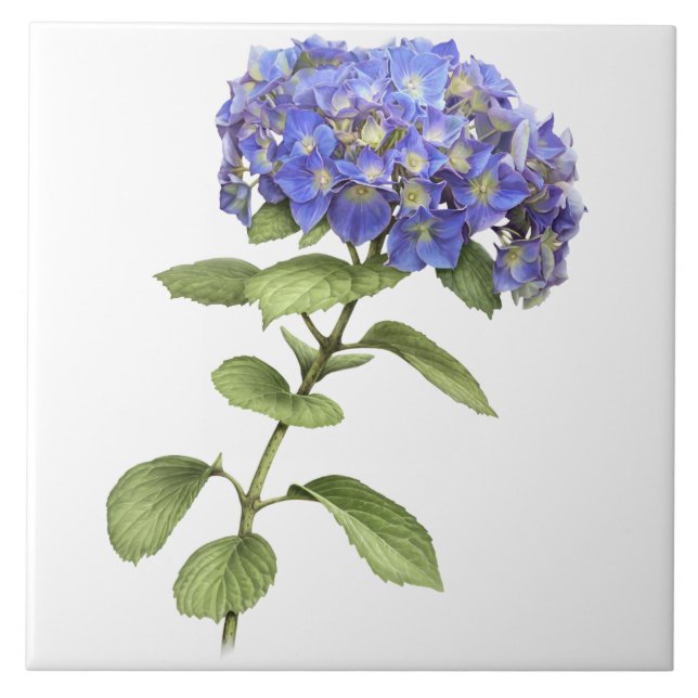 Blue Hydrangea Flower Botanical Art  Ceramic Tile (Front)
