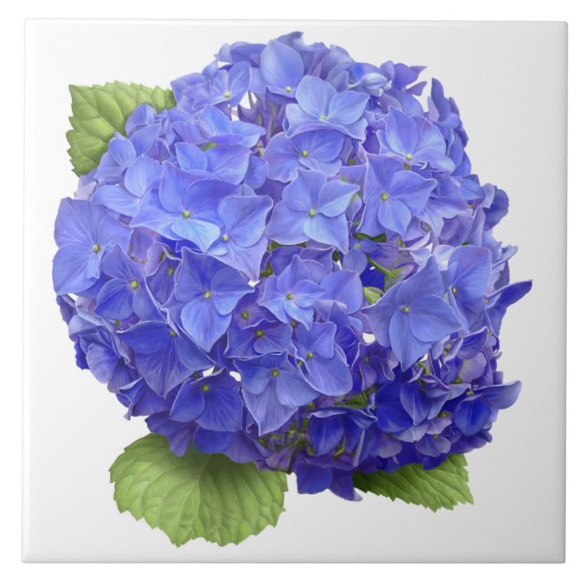 Blue Hydrangea Flower Botanical Art  Ceramic Tile (Front)