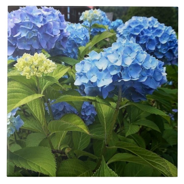 Blue Hydrangea Flower Decorative Ceramic Tile (Front)