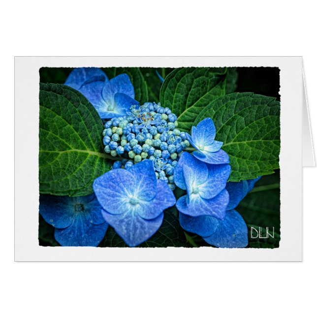 Blue Hydrangea Flower/Floral  Art (Front Horizontal)