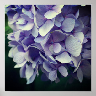 Blue Hydrangea Flower Petals Close Up Poster