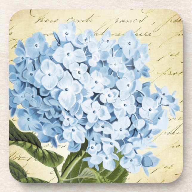 Blue Hydrangea Flower Vintage Botanical Coaster (Front)
