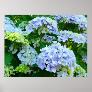 Blue Hydrangea Flowers art prints Botanical Garden