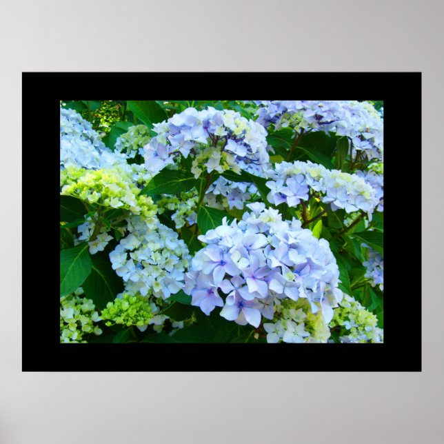 Blue Hydrangea Flowers art prints Green Garden (Front)