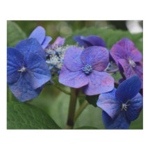 Blue Hydrangea Flowers Faux Wrapped Canvas Medium