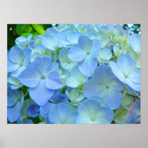 Blue Hydrangea Flowers Fine Art Prints