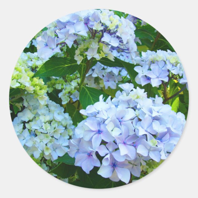Blue Hydrangea Flowers Garden Summer stickers (Front)
