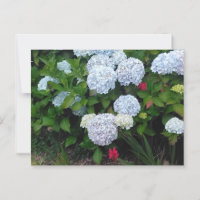 Blue Hydrangea Flowers in Summer Garden