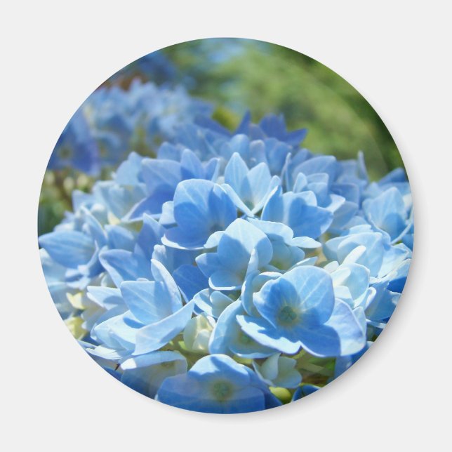 Blue Hydrangea Flowers magnet Floral Nature (Front)