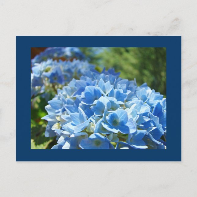 Blue Hydrangea Flowers postcards Add Your Text (Front)
