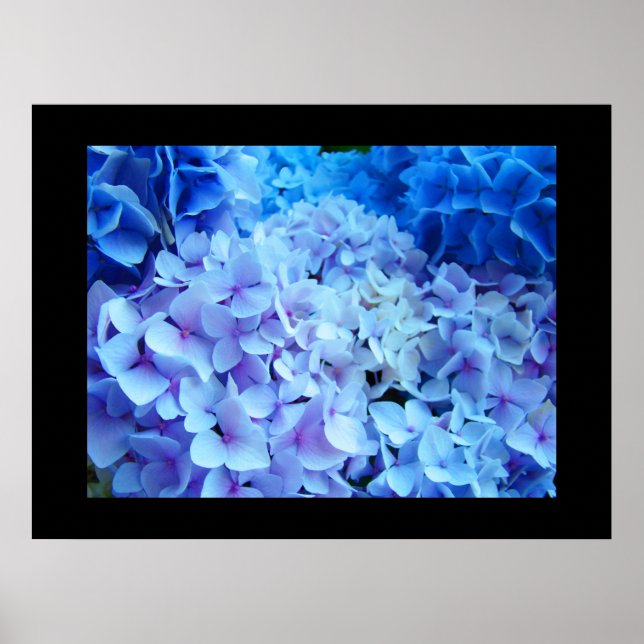 BLUE Hydrangea Garden Flowers art prints (Front)