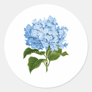 Blue Hydrangea Grandmillennial Classic Round Sticker