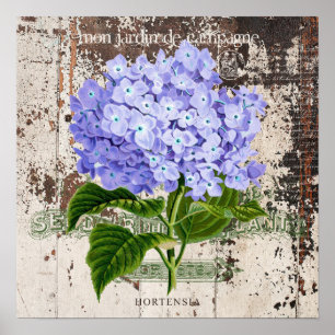 Blue hydrangea on rustic background poster