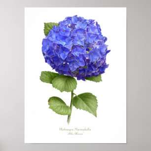 Blue Hydrangea Original Art Print