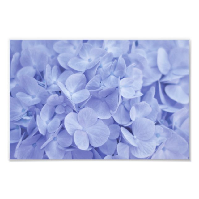 Blue Hydrangea Photo Print (Front)