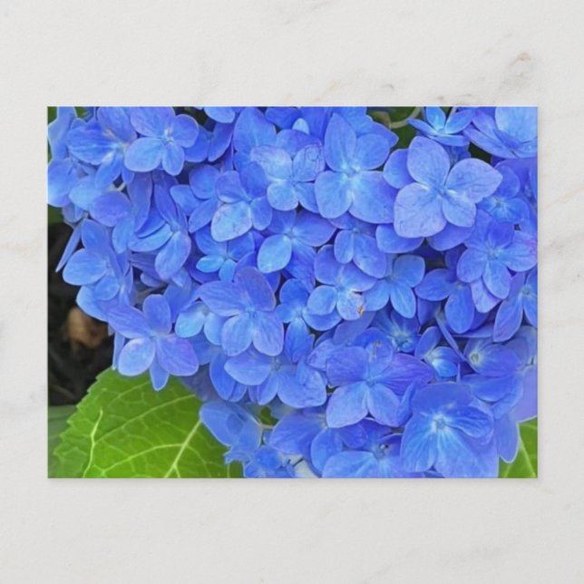 Blue Hydrangea Postcard (Front)