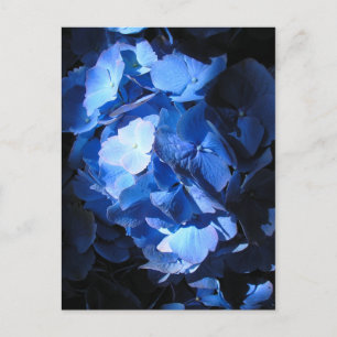 Blue Hydrangea - Postcard