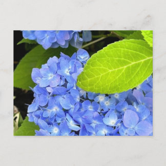 Blue Hydrangea Postcard