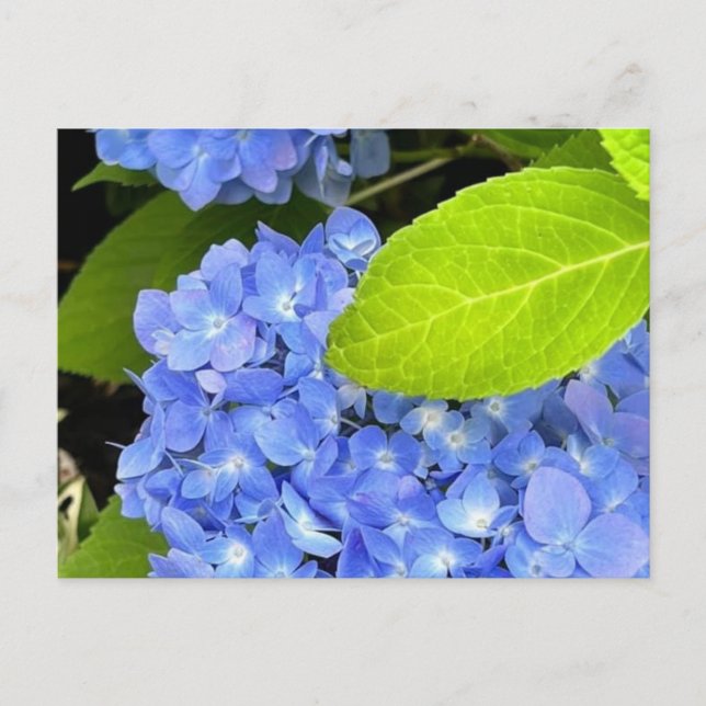 Blue Hydrangea Postcard (Front)