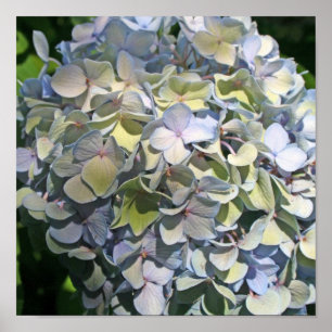 Blue Hydrangea Poster