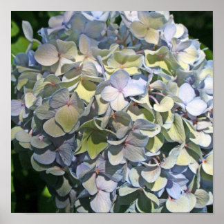 Blue Hydrangea Poster
