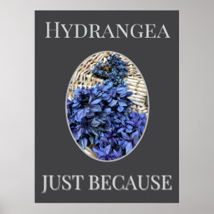 BLUE Hydrangea Poster