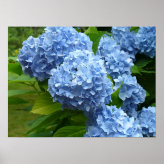 Blue Hydrangea Poster