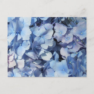 Blue Hydrangea RSVP Wedding Invitation Postcard