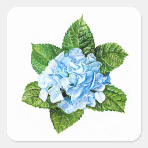 Blue Hydrangea Square Sticker