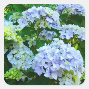 Blue Hydrangea Summer Flowers stickers