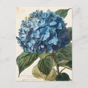 Blue Hydrangea Vintage Postcard