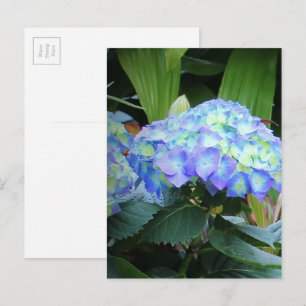 Blue Hydrangeas Flowers Floral Nature Photography Postcard