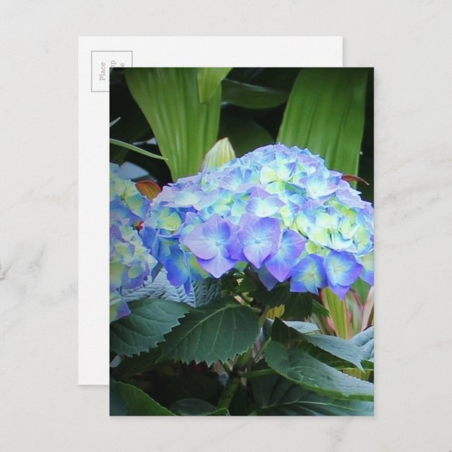 Blue Hydrangeas Flowers Floral Nature Photography Postcard (Front/Back)