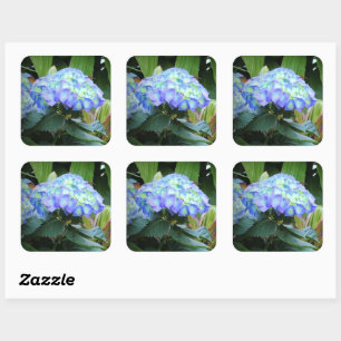 Blue Hydrangeas Flowers Floral Nature Photography Square Sticker