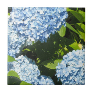 Blue Hydrangeas in the Sun Ceramic Tile